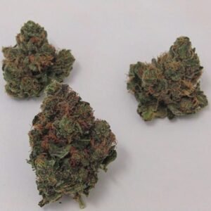 Buy Hash Plant Strain