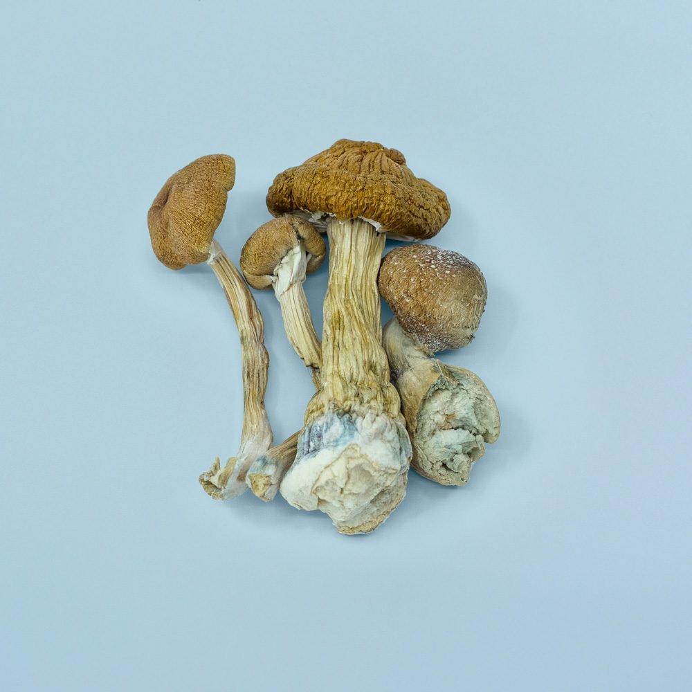 Golden-Teacher-Magic-Mushrooms.jpg Golden Teacher Magic Mushrooms